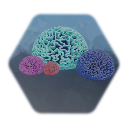 Brain Coral