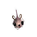 DACAPYBARASTUDIO