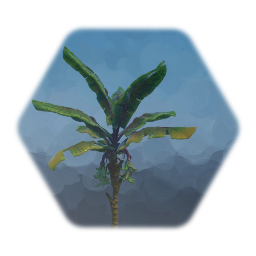 Plantain Palm