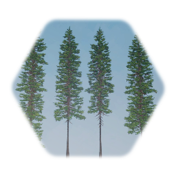 Caucasian  Fir Conifer Tree