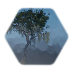 Young Live Oak (street tree)