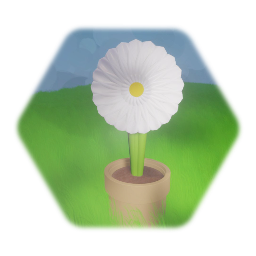 Super  daisy (With pot)