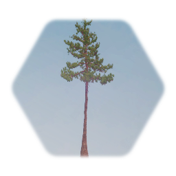 Red Pine Tree 2