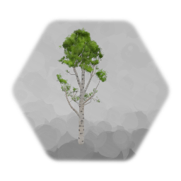 Birch Tree