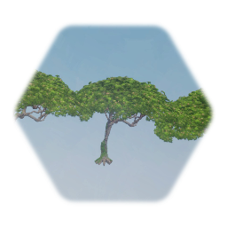 Monkeypod Tree