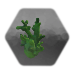 Cacti
