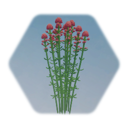 Red Valerian
