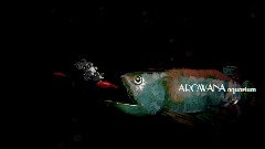 AROWANA aquarium