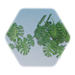 Monstrea Tropical Plant