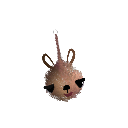angryfunkster