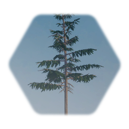 2 % Thermo Douglas Fir Tree