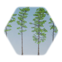 Shagbark Hickory Tree