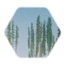 Background Conifer tree Cluster
