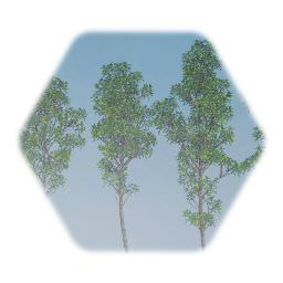 Narrowleaf Cottonwood