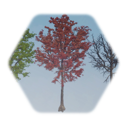 Northern Red Oak Tree