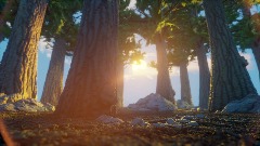 Forest In The Afternoon