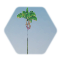 Acai Palm Tree