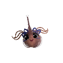 celestialGonX