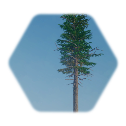 Showcase Large Silver Fir Tree