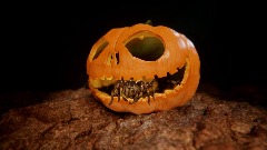 The Halloween of Tara the tarantula