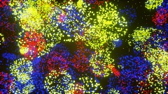 Giraffes don't like disco