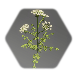 Queen Anne's Lace