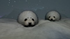 Snowfall Seal