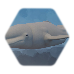 Beluga Whale