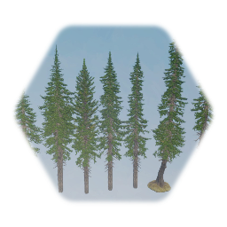 Douglas Fir Tree