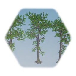 Southern Scarlet Oak Tree