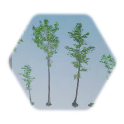 Forest Trees