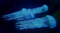 Literal Underwater Kingdom