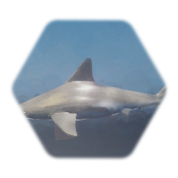 Swimming Shark