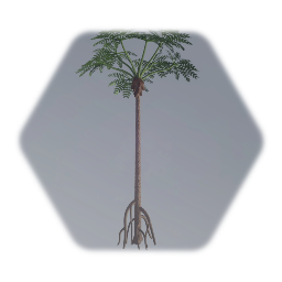 Weichselia (prehistoric)