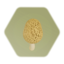 Morel mushroom