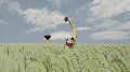Banana progect