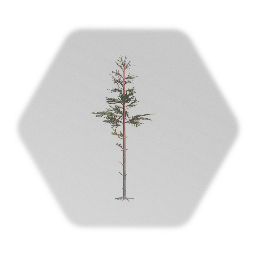 Pine tree (less gameplay)