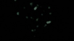 Symbols <uichip> Emojis 😂 and Buttons <circle> - Tutorial