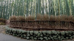 Arashiyama Bamboo Grove