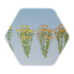 Black Eyed Susan Flower