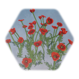 Flanders Poppy Patch