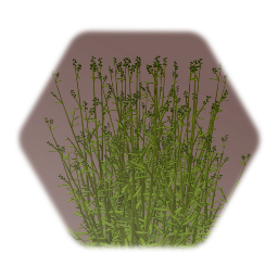 Tarragon - Community Garden 2: Herbs