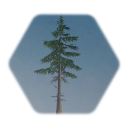 4% Thermo Douglas Fir with Swaying branches