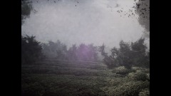 Realistic Forest Foggy View point