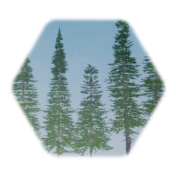 Balsam fir
