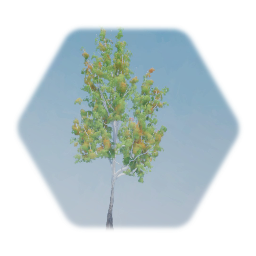 Red Maple (street tree)