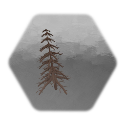 Dead conifer tree