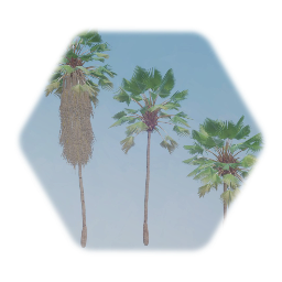 Loulou Palm Tree