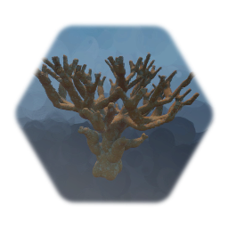 Elkhorn coral