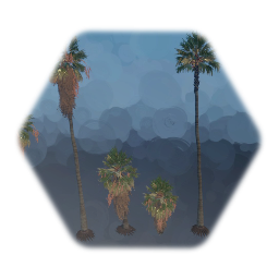 Palm Springs California Fan Palm